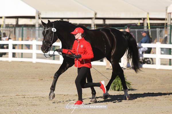 CDI3* Competitors Convene at Desert International Horse Park for Adequan Desert Dressage III